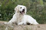 GOLDEN RETRIEVER 614